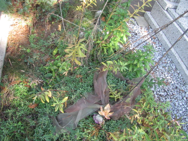 Janina Koziołkiewicz 1899 Opole-Półwieś - Grobonet - Wyszukiwarka osób pochowanych